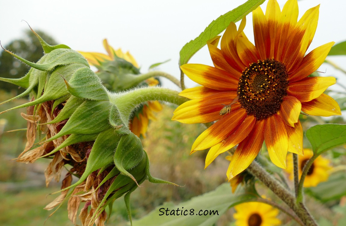 Sunflowers with a Yellow Jacket