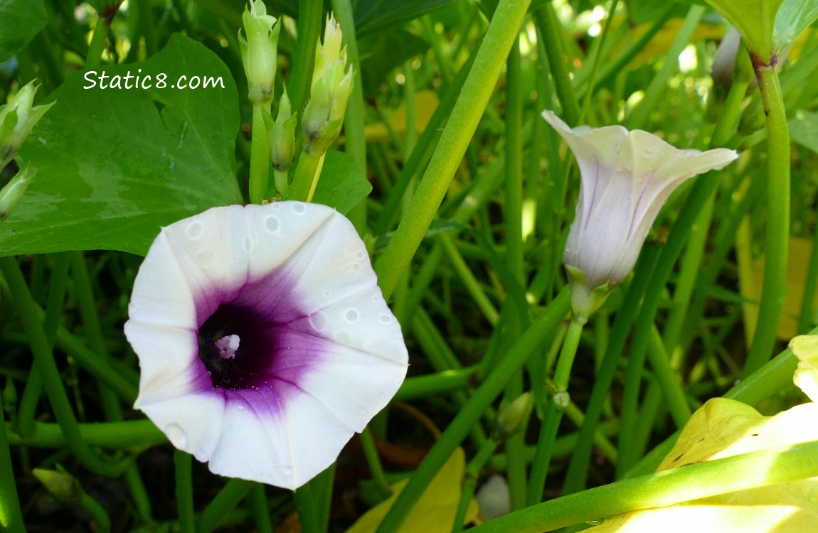 Sweet Potato blooms