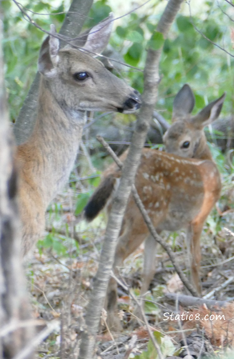 Mama deer with one of her two children