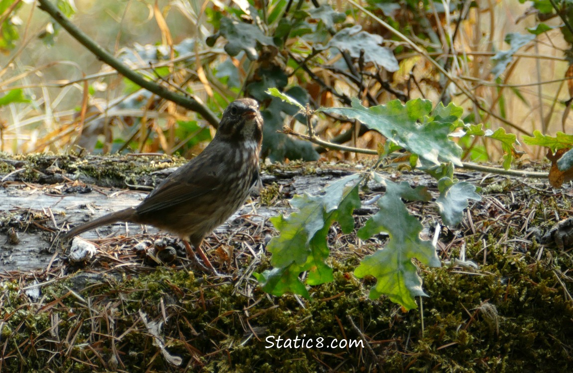 Song Sparrow