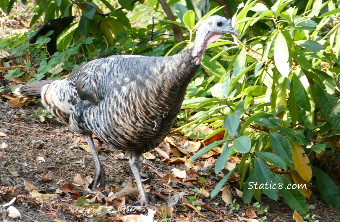 Wild Turkey