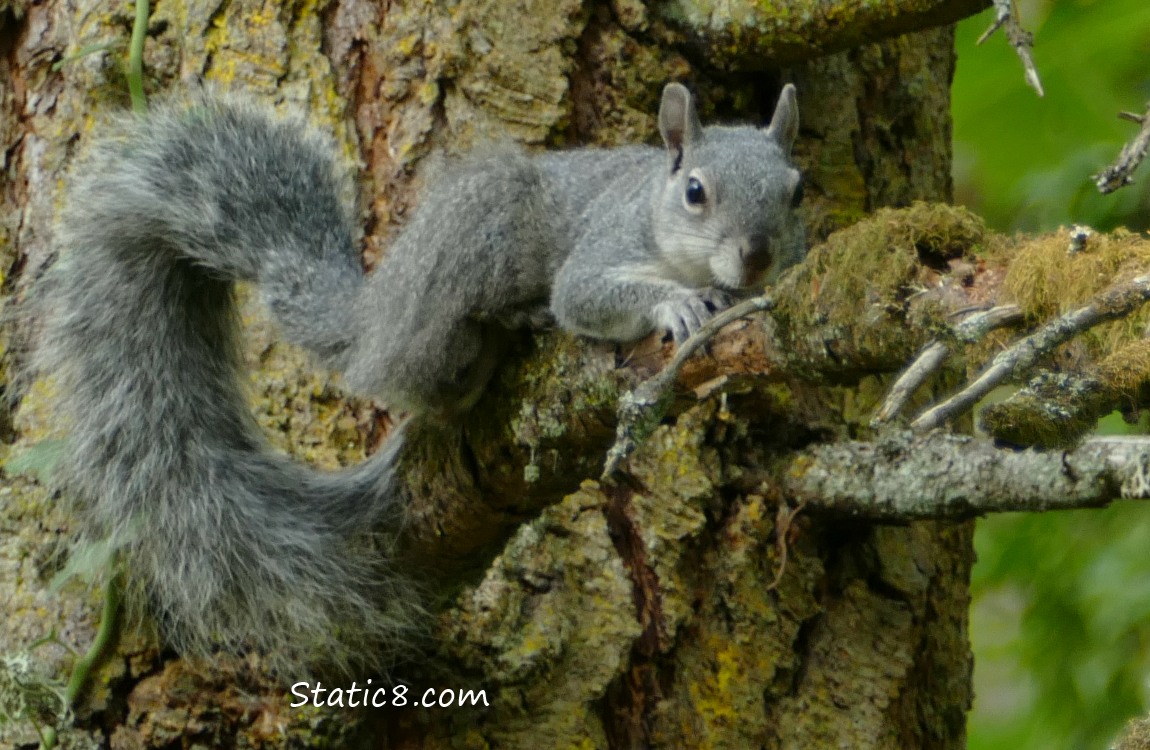 Western Grey Squirrel lying on a branch