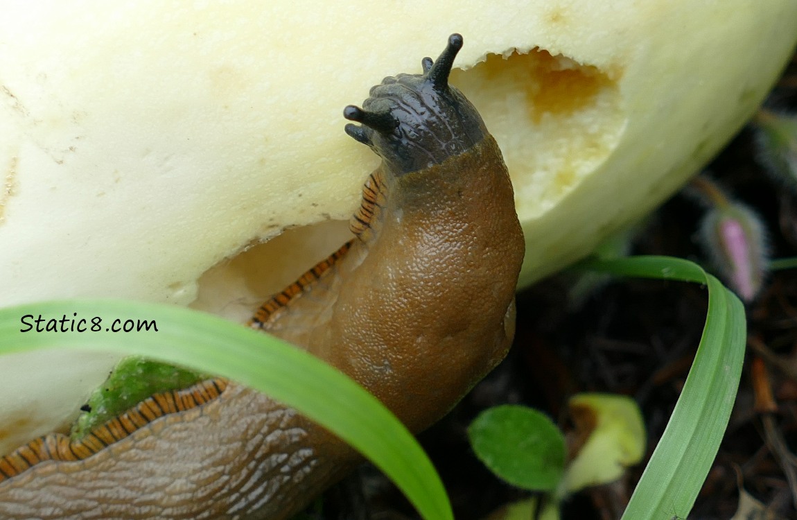 Banana Slug eating my one and only Spaghetti Squash