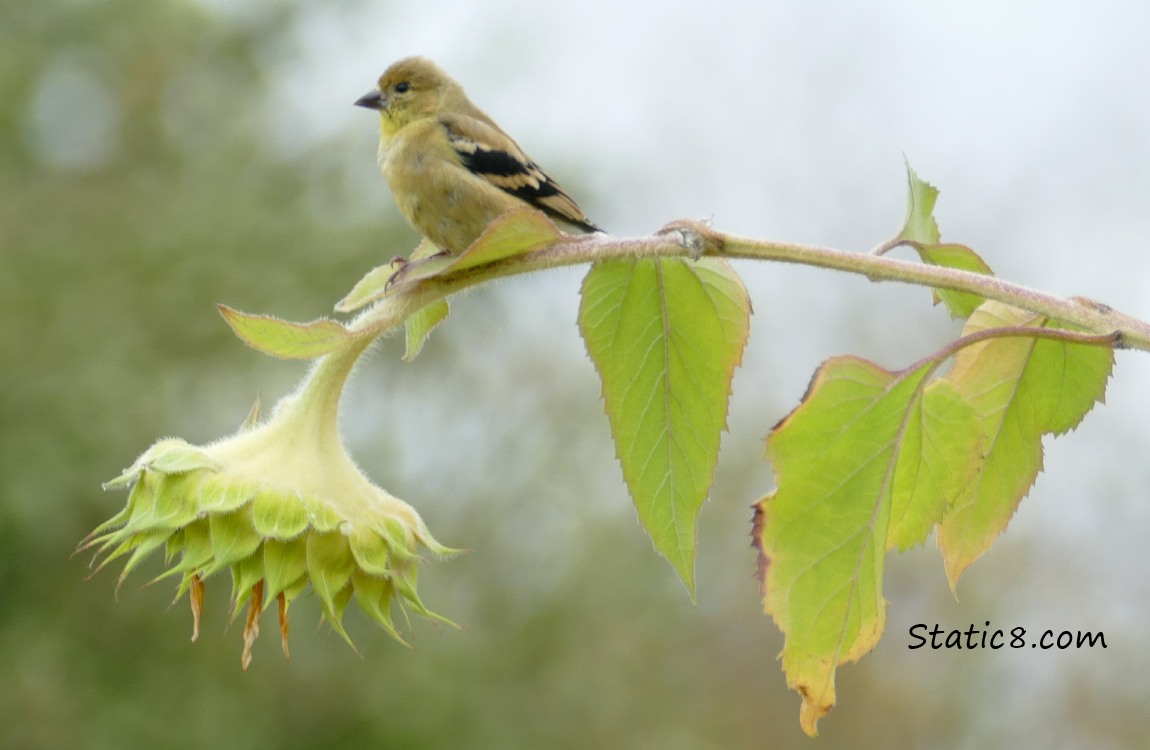 goldfinch on a spent sunflower branch