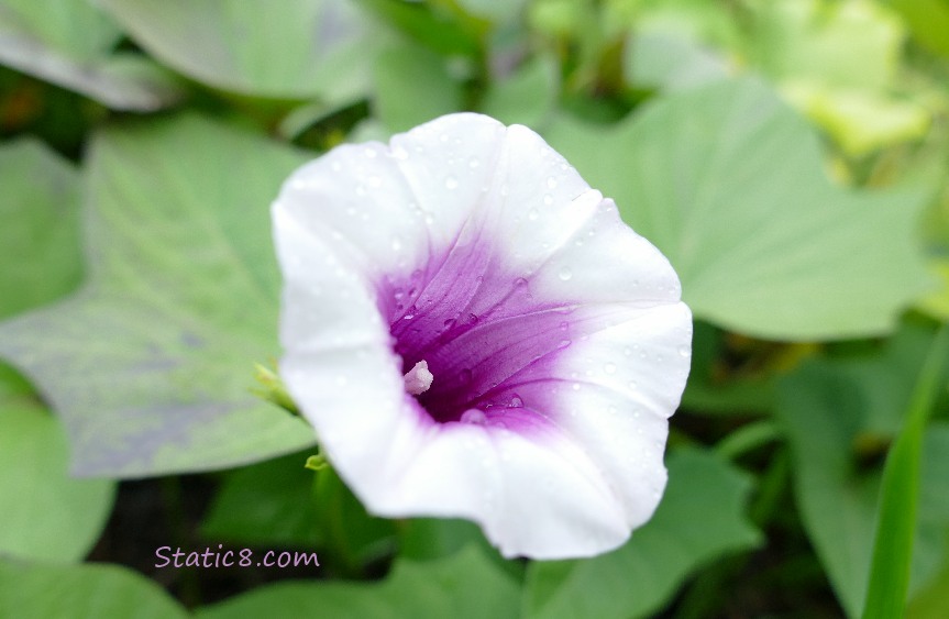 Sweet Potato blossom