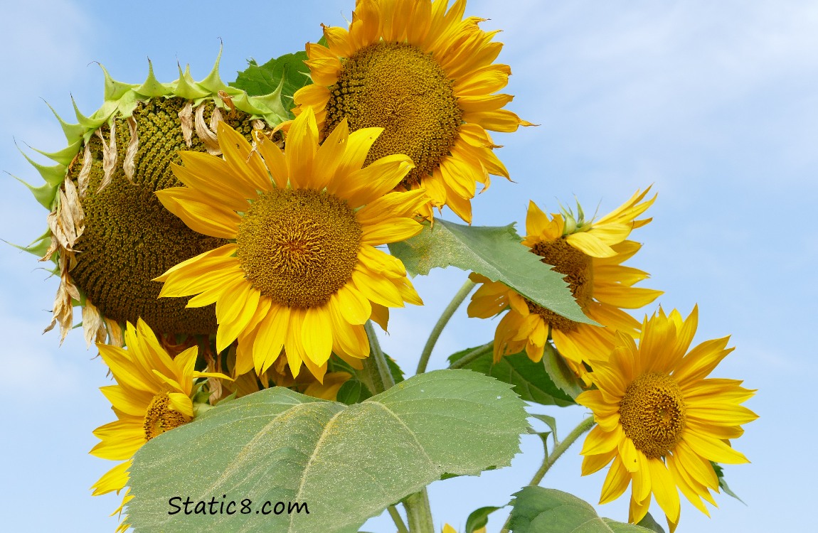 Sunflowers