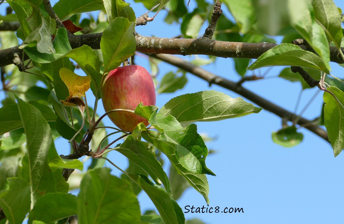 A ripening Apple in a tree