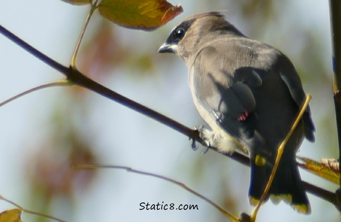 Cedar Waxwing just about to fly away
