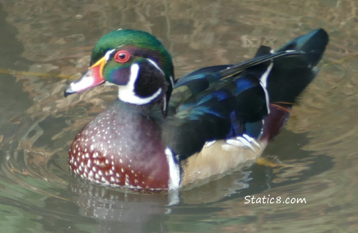 Male Wood Duck in the water