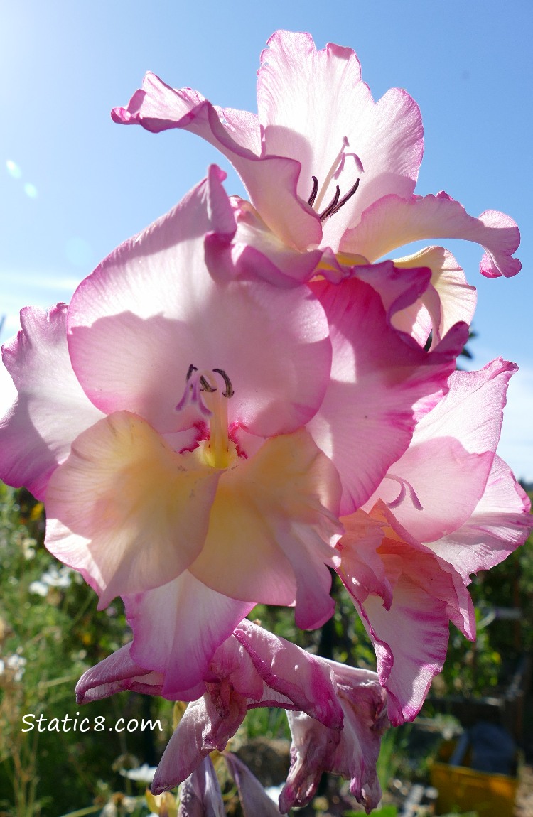 Pink flowers, blue sky