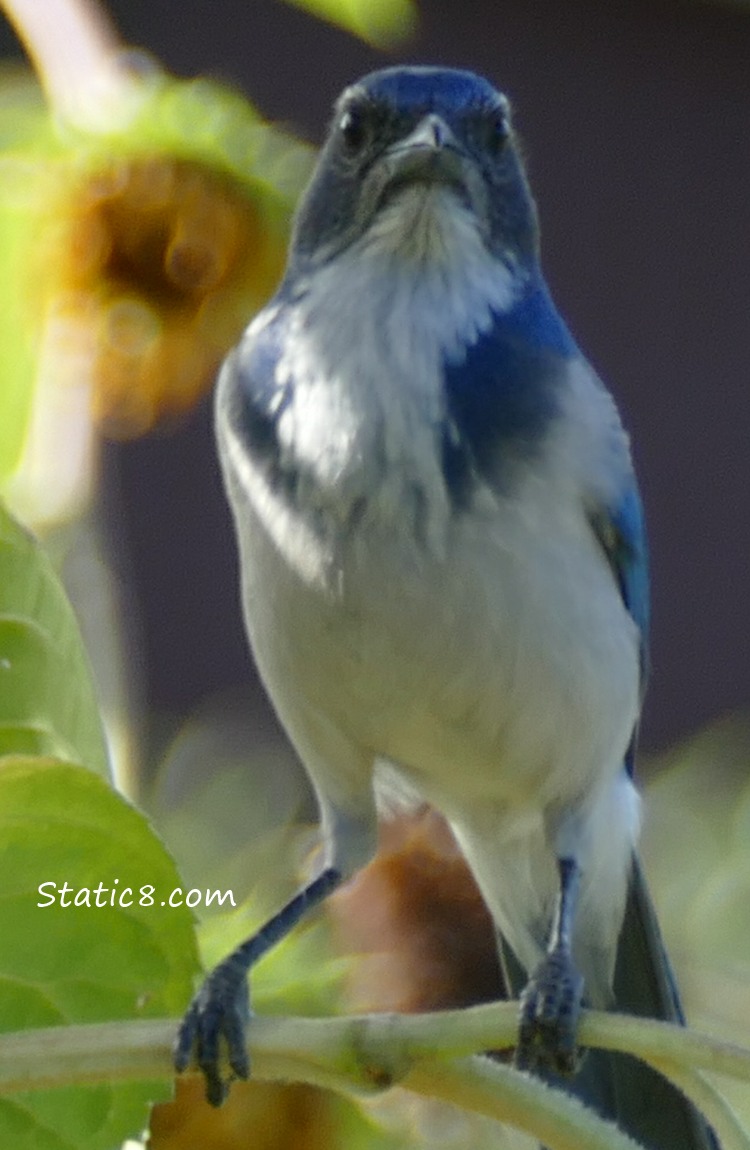 Western Scrub Jay, looking directly at the camera