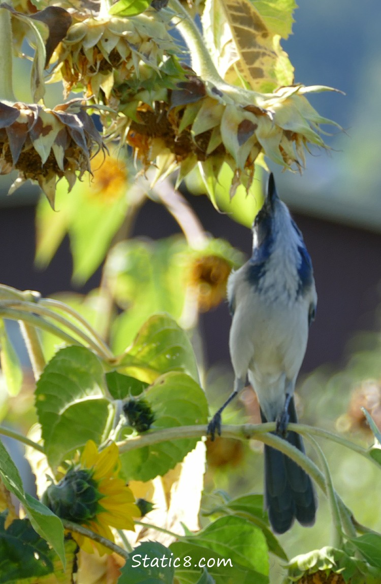 Western Scrub Jay, reaching up for sunflower seeds