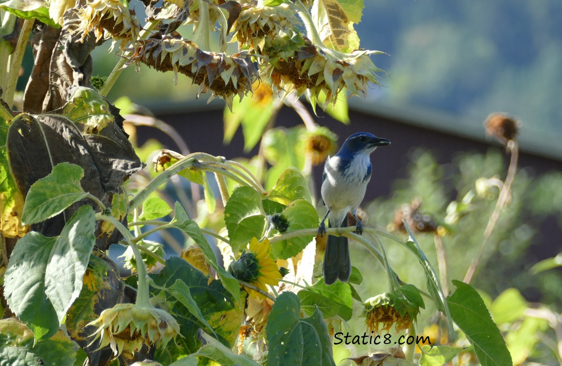 Western Scrub Jay, surrounded by spent sunflowers