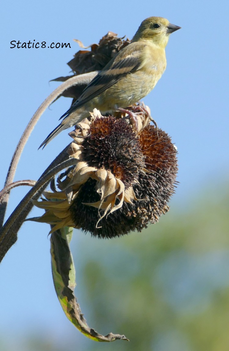 Goldfinch