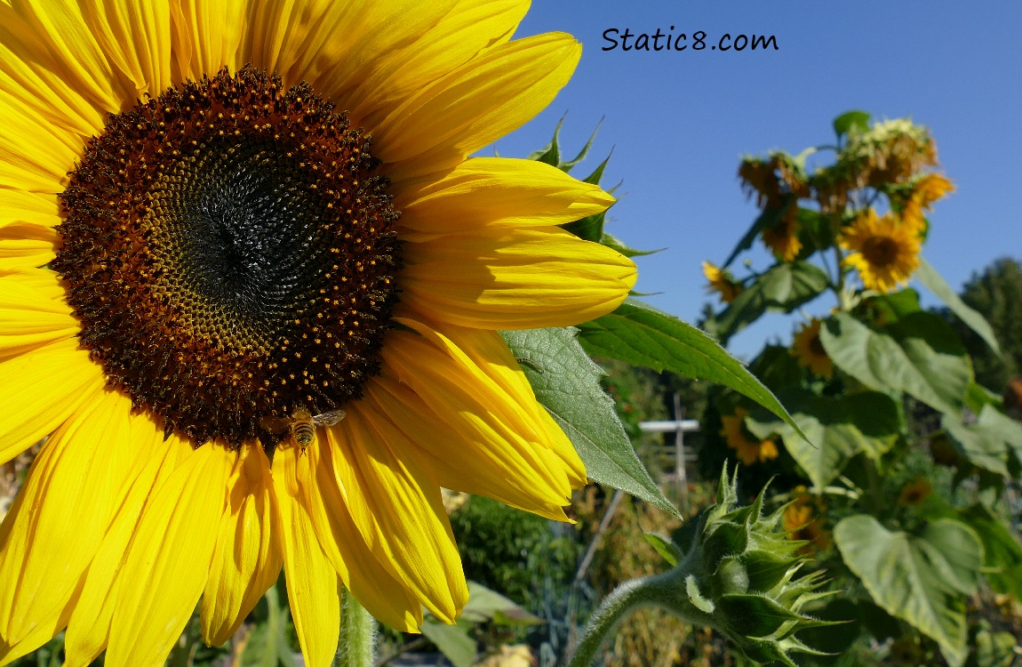 Sunflowers