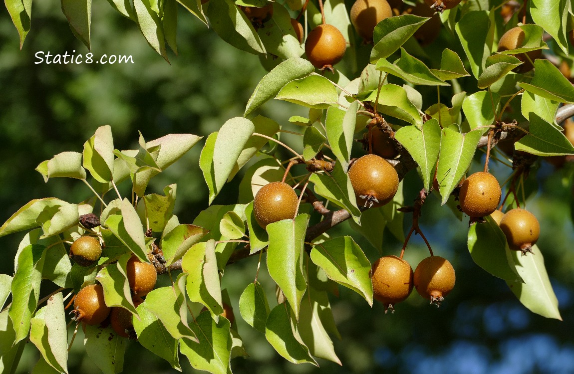 Unknown tree and fruit