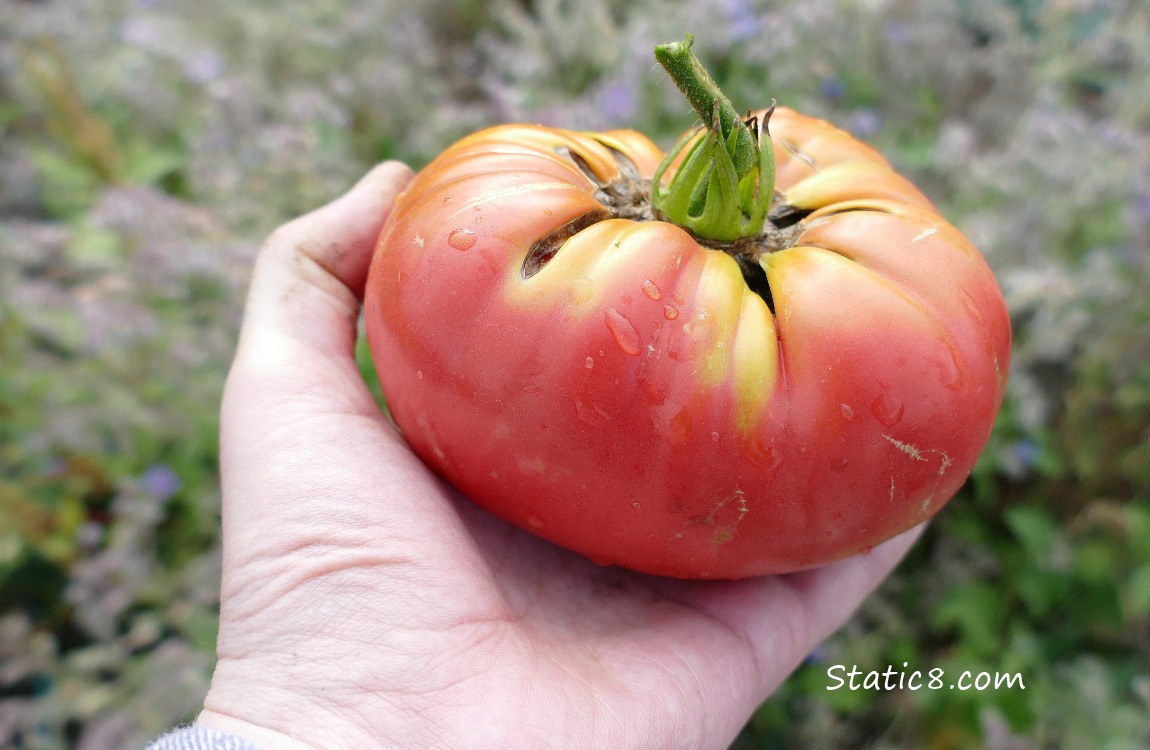 Holding a large tomato