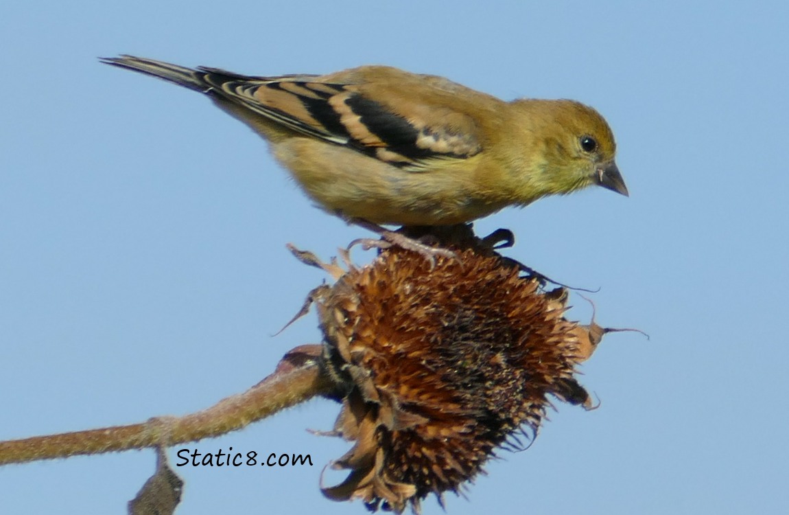 Goldfinch on a spent sunflower bloom
