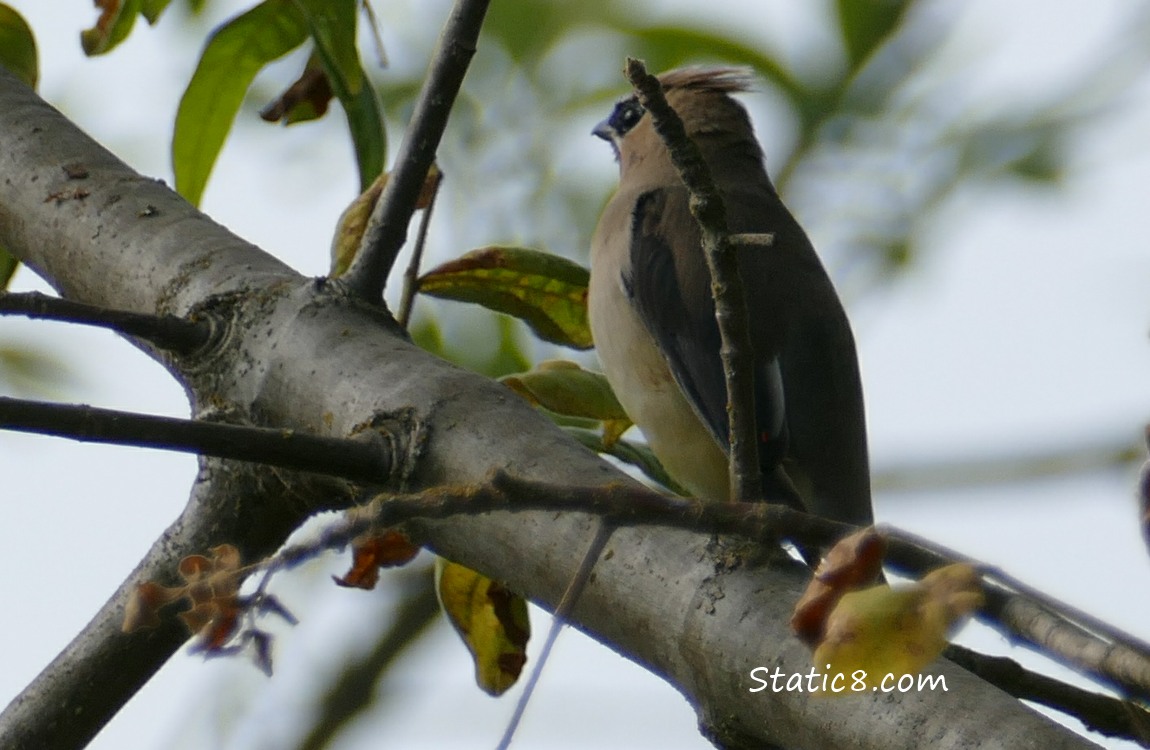 Cedar Waxwing, turned away and with a stick in front.