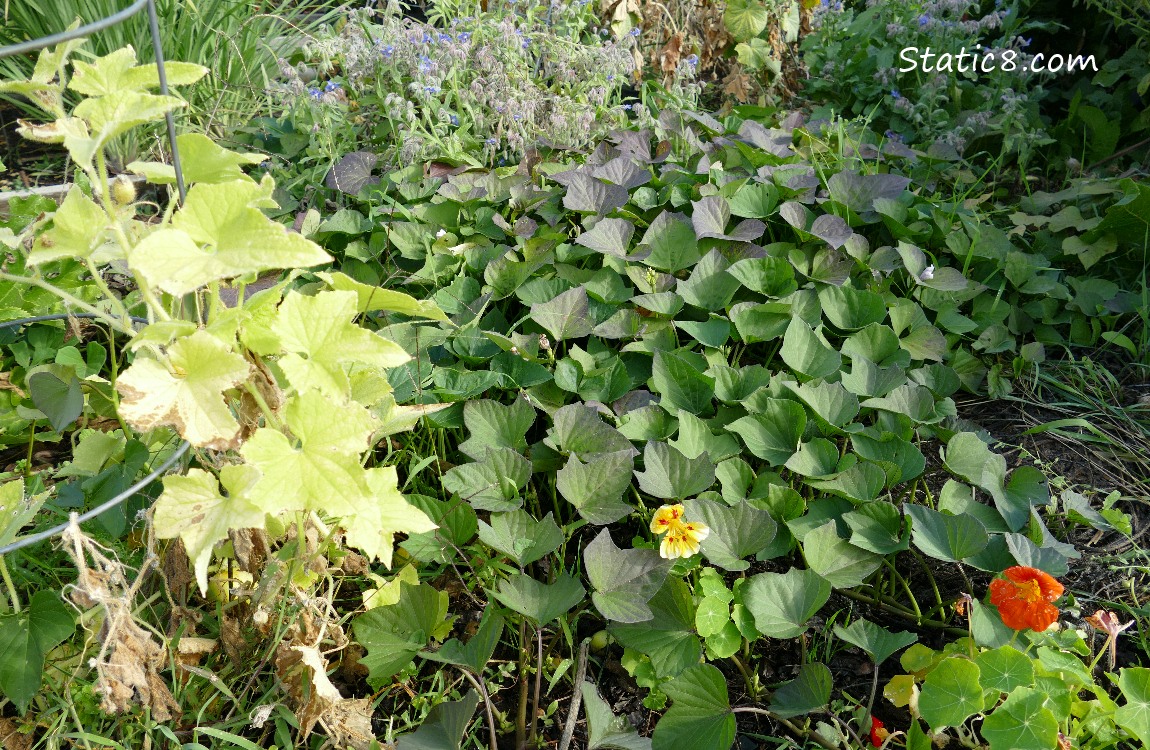 plants in the garden