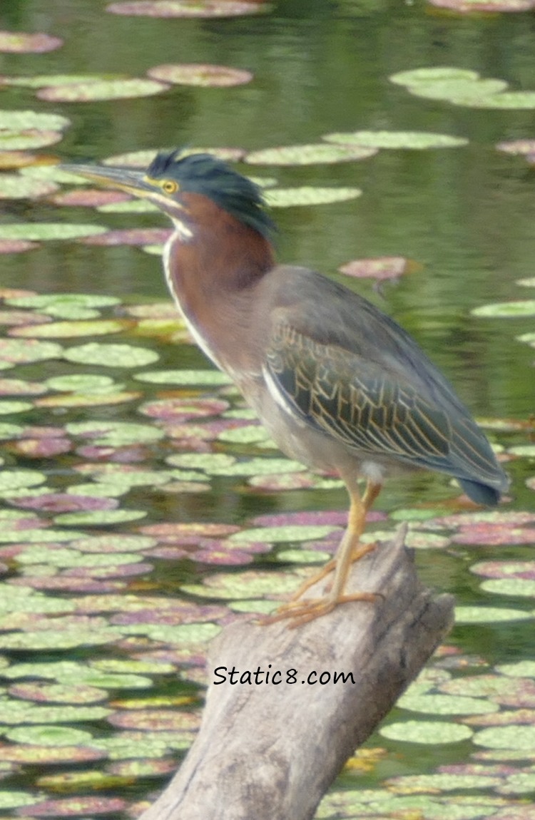 Green Heron standing on a log in a pond with water lily pads