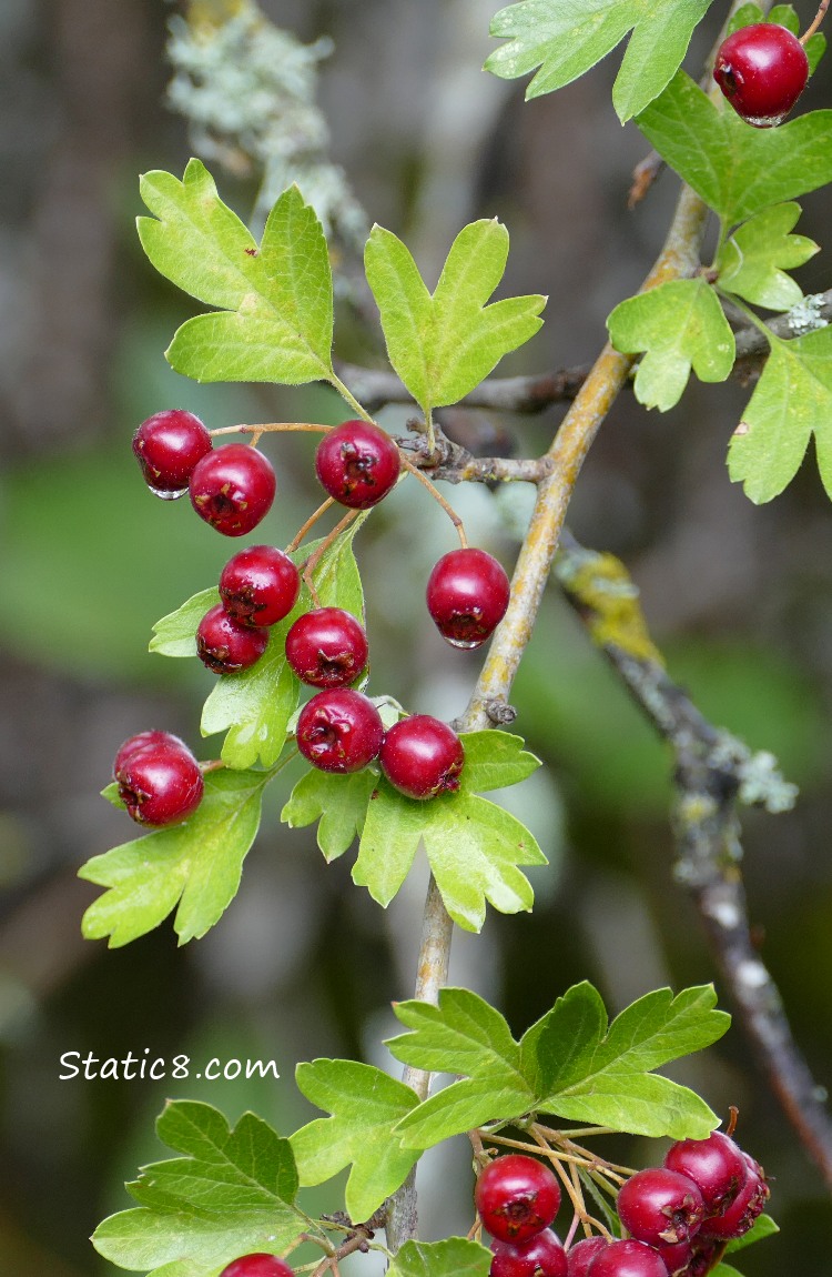 Hawthorn leaves and red berries