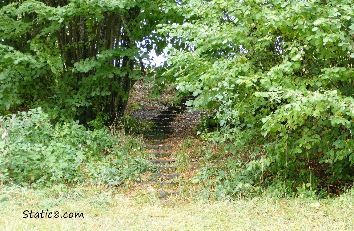 stairs going up a hill between trees