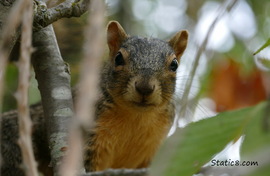 Eastern Fox Squirrel