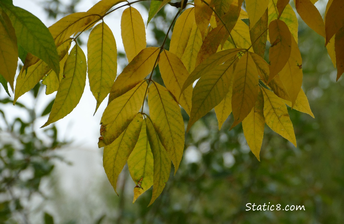 Tree leaves going yellow for autumn