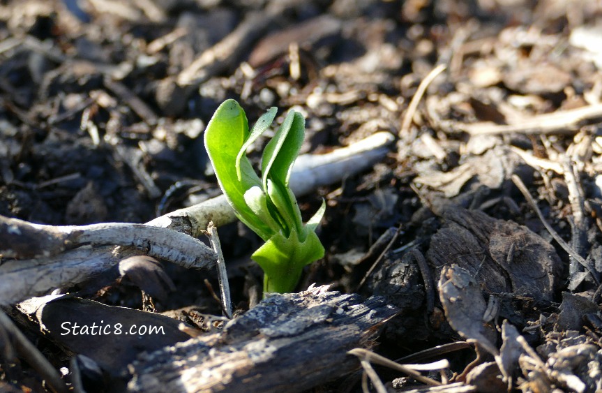 Fava bean sprouting!