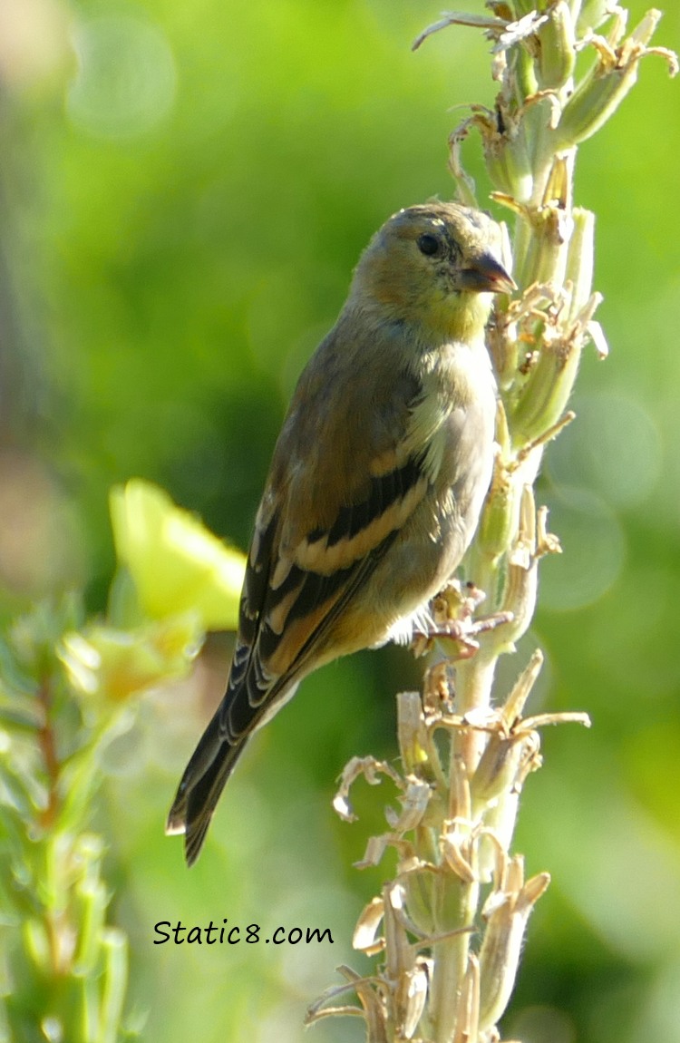 Goldfinch