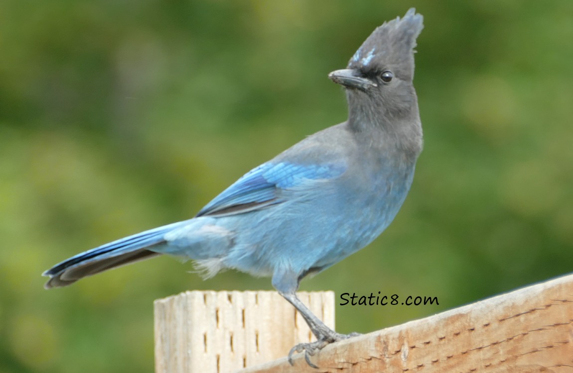 Steller Jay on the garden fence