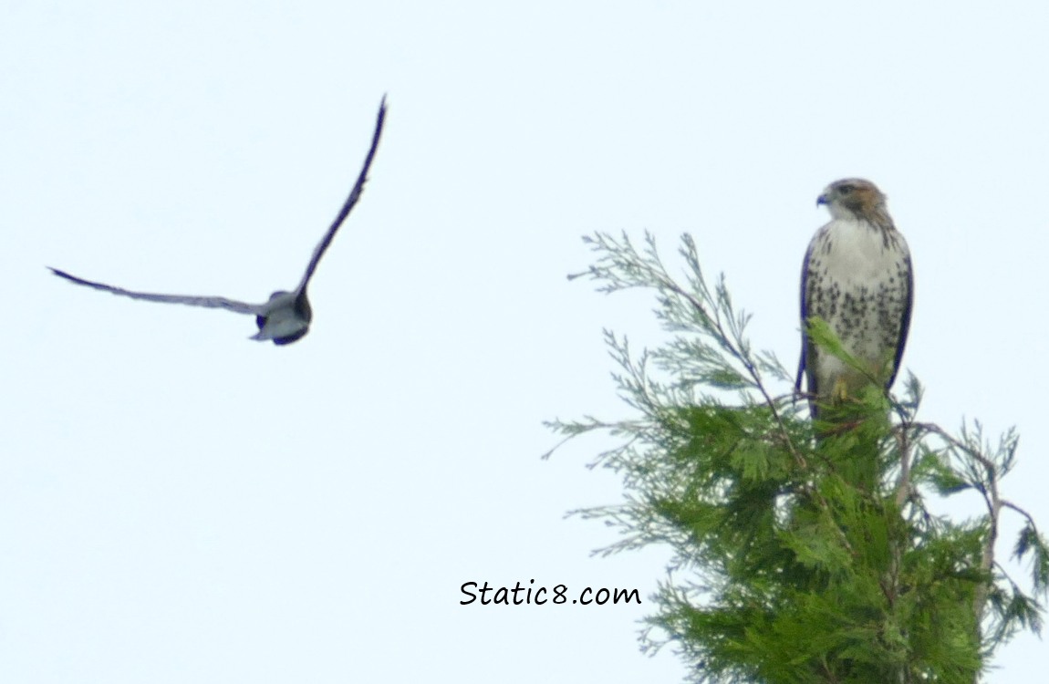 Crow mobbing a Red Tail Hawk