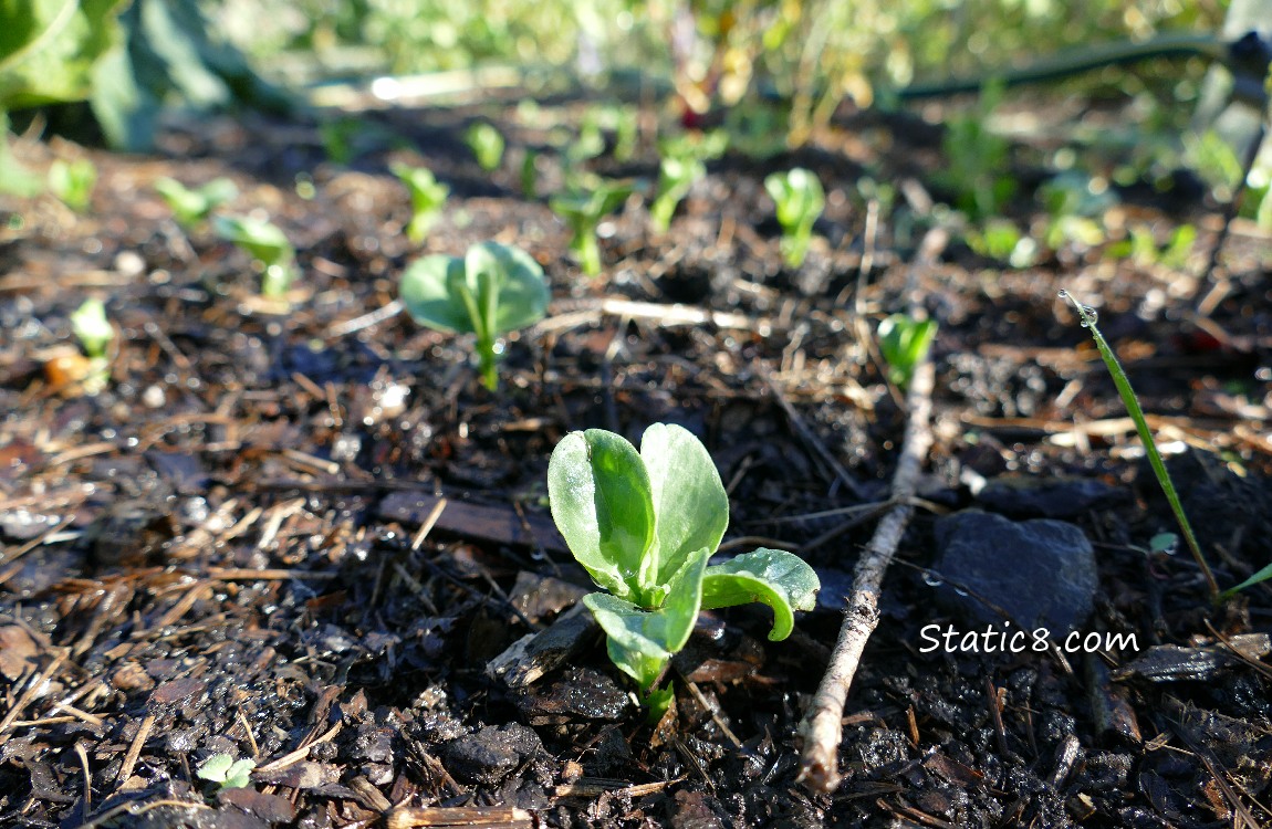 Fava plants just coming up