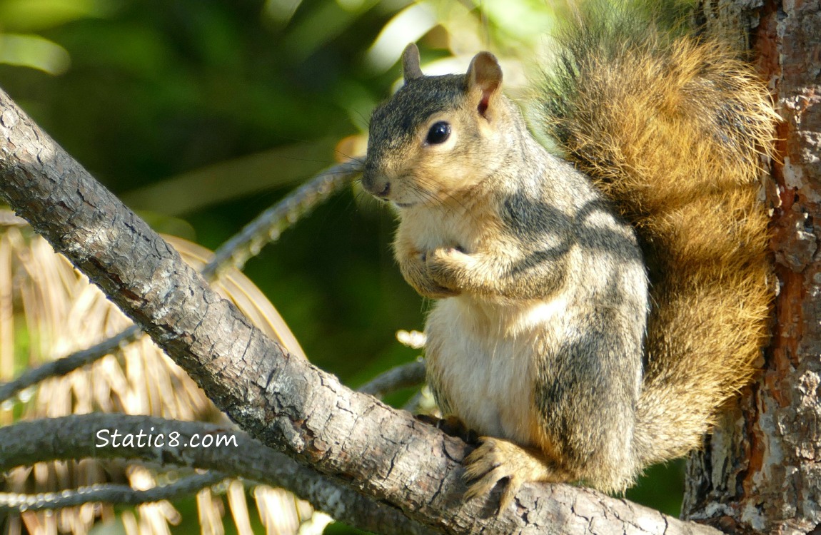 Squirrel in a tree