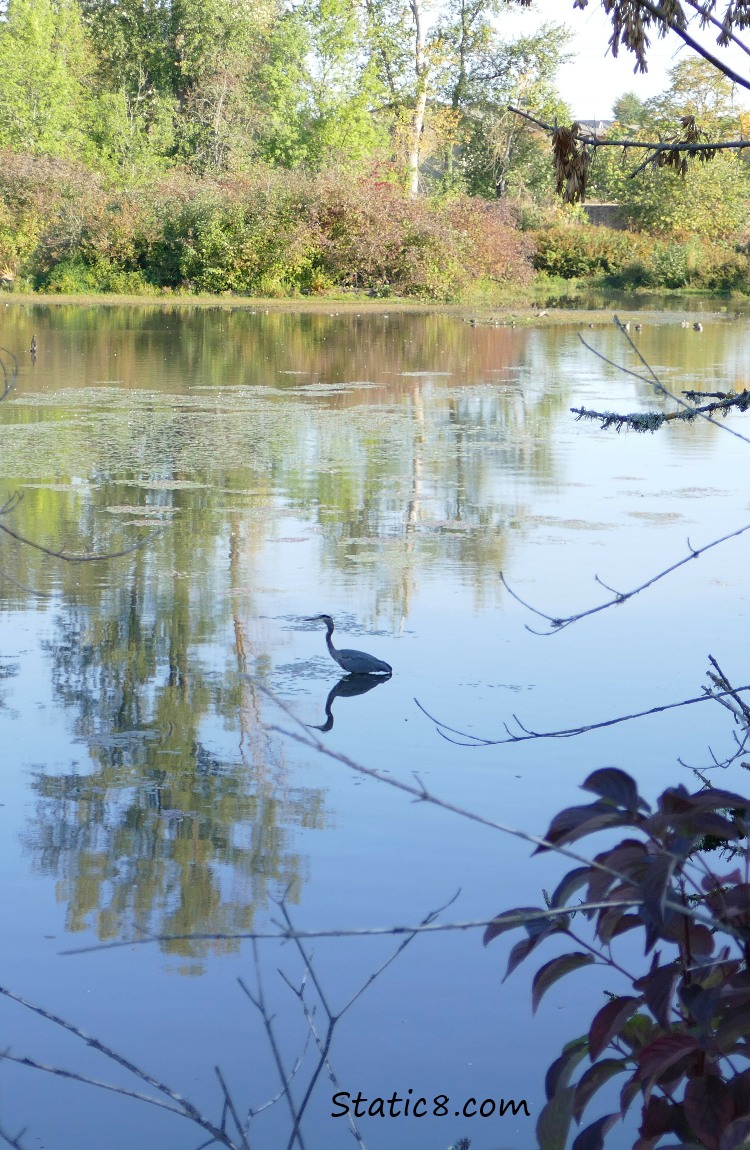 Great Blue Heron at the Delta Ponds