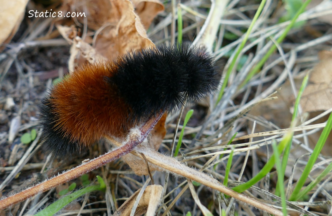 Woolly Bear!