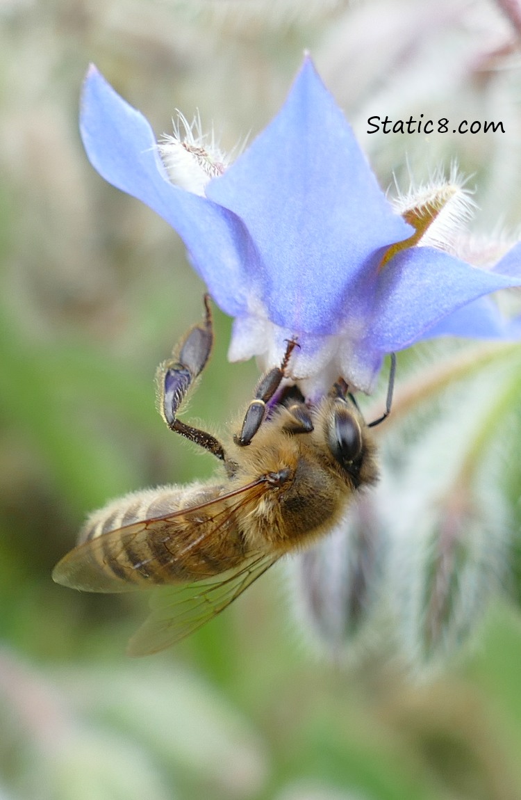European Honey Bee on a Borage Bloom