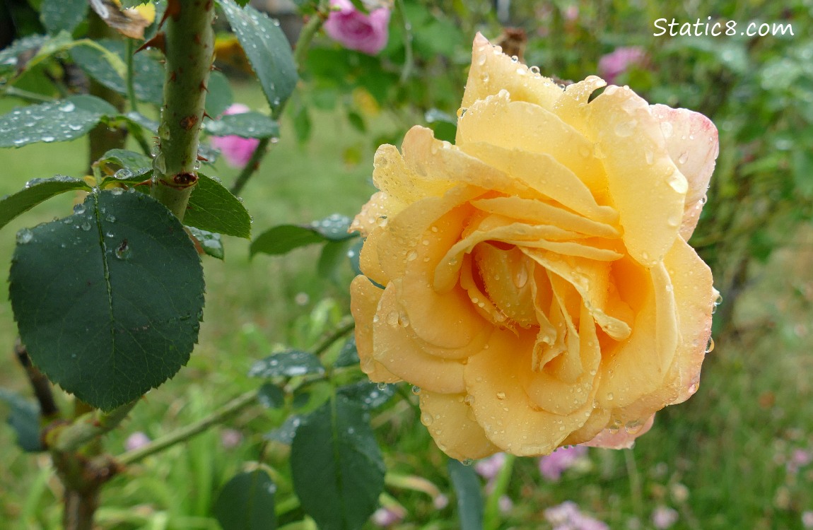 Rainy Day Rose