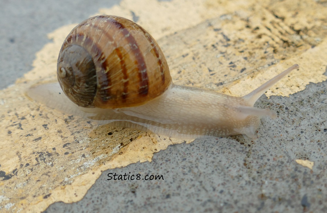 Snail