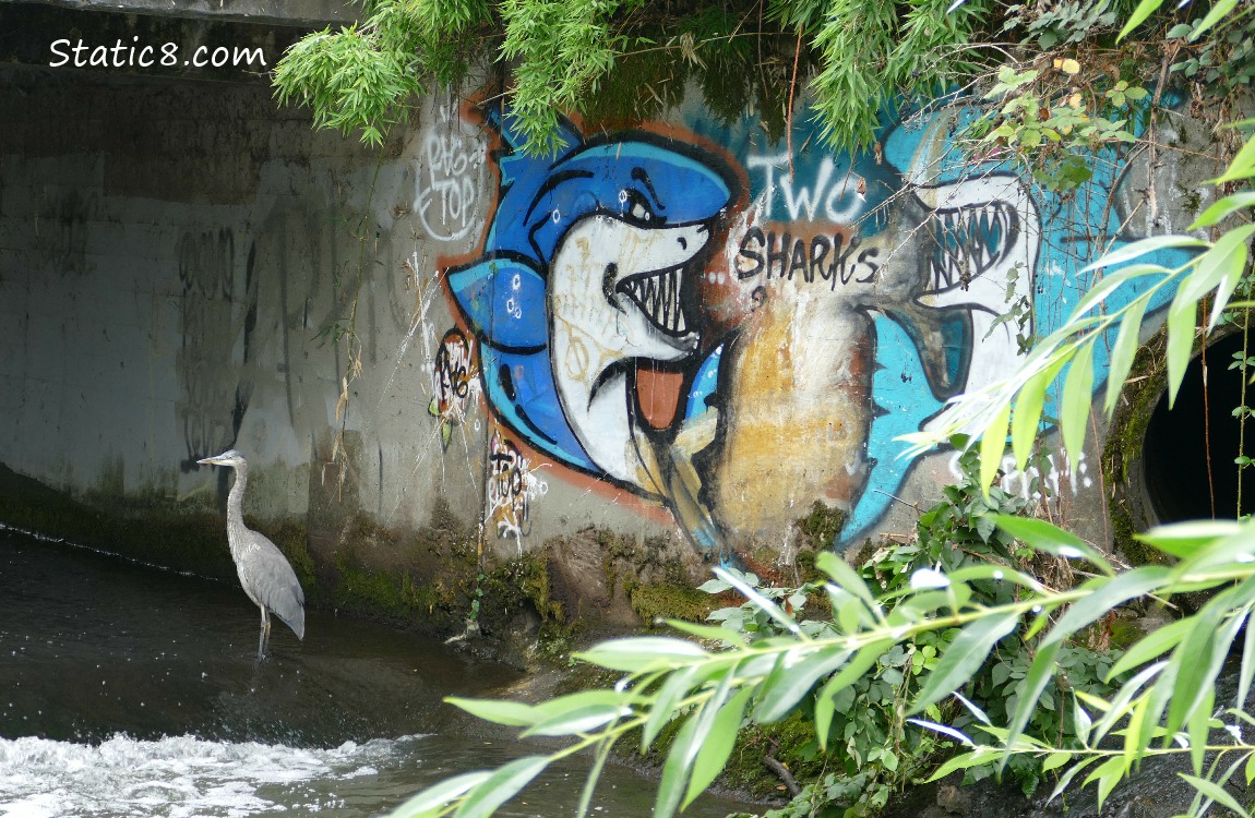 Great Blue Heron and a wall with graffiti sharks