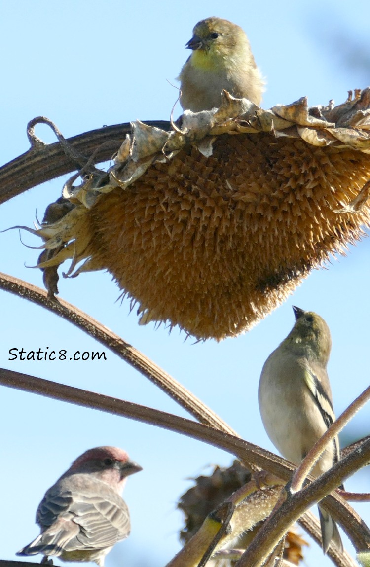 Two Goldfinchs and a House Finch on a sunflower