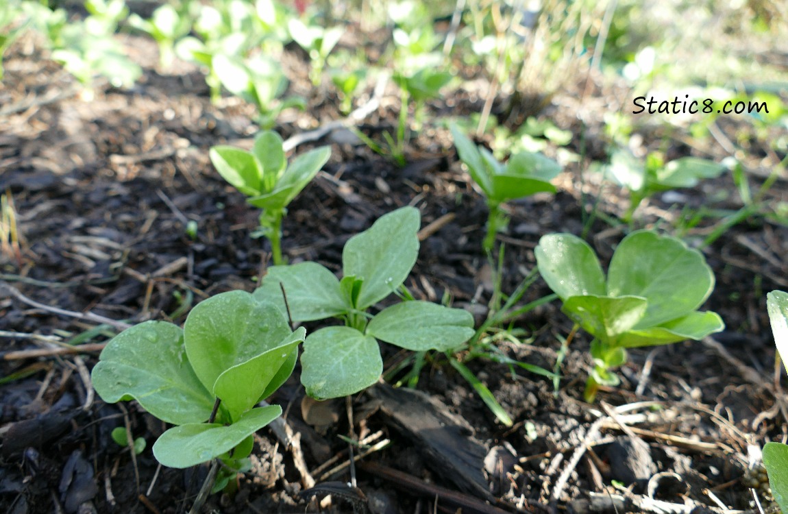 small favas plants growing as cover crop