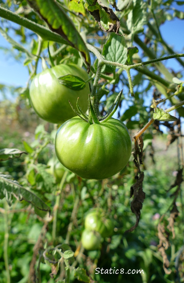 green tomatoes on the vine