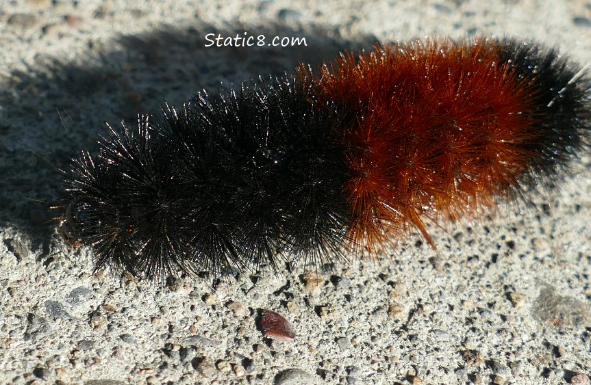 Woolly Bear Caterpillar