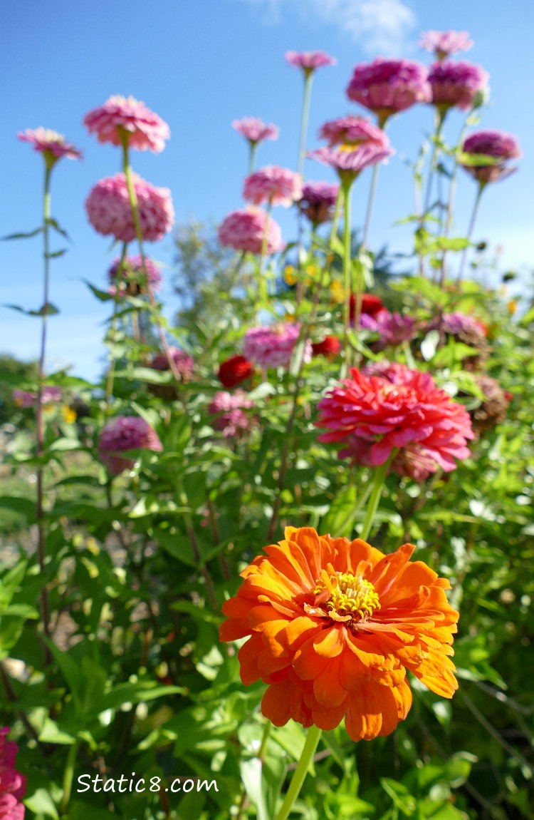 Orange and Pink Zinnias