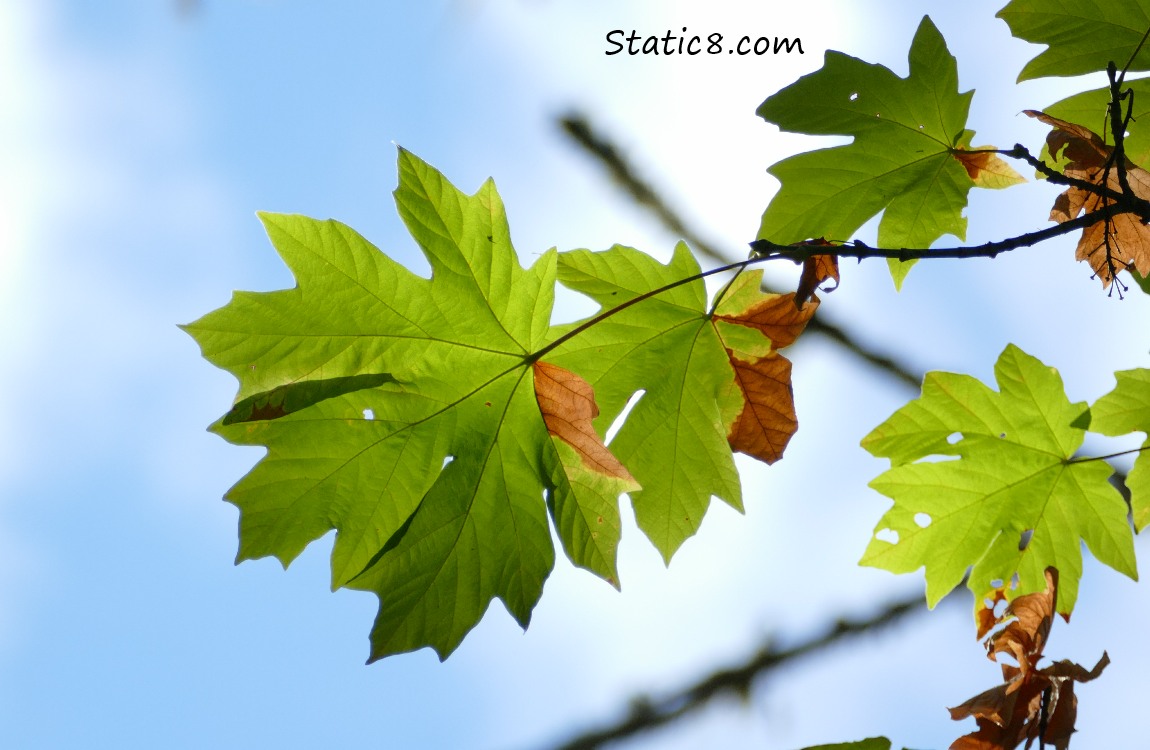 Green leaves against a blue sky