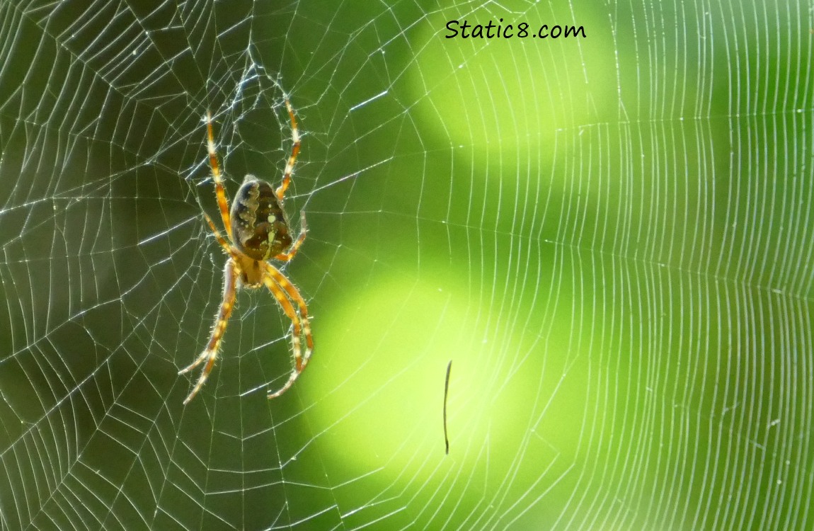 Spider in her web