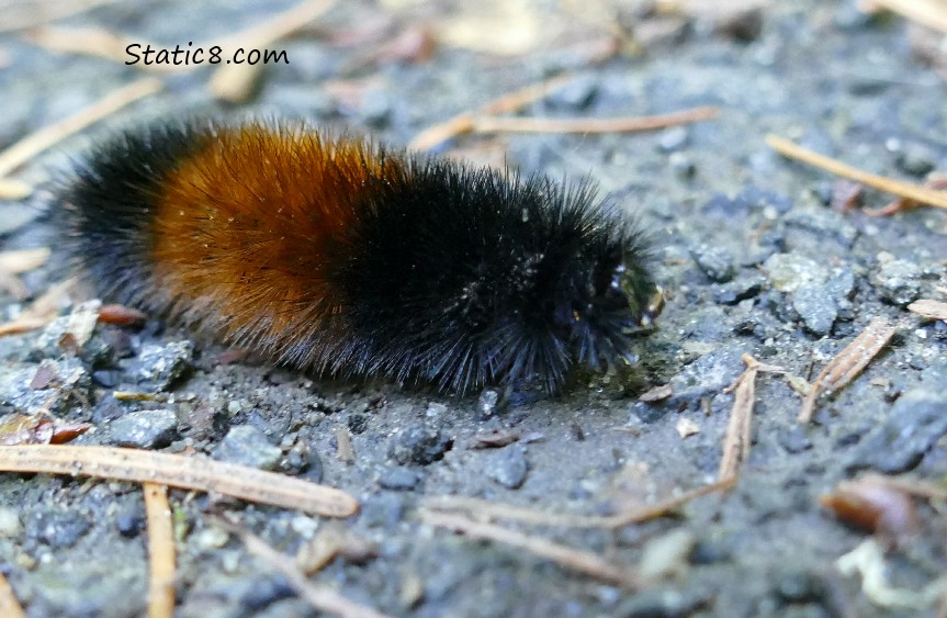 Woolly Bear caterpillar on the path