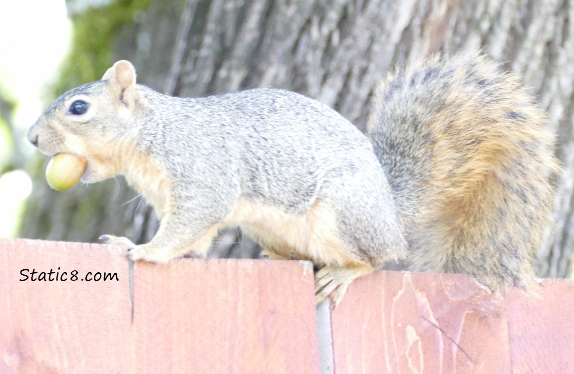 Eastern Fox Squirrel running along a fence with an acorn!